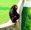 Chimpanzee in alipore zoo kolkata india