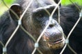 Chimpanzee alone face portrait behind protection next grid or bars in a zoo park, seemingly in a sad pensive facial expression Royalty Free Stock Photo