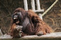 Chimpanzee angry at the zoo bandung indonesia Royalty Free Stock Photo