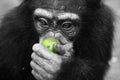 Chimpanzee with an apple