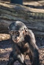 a chimpanzee baba from the berlin zoo. goggle eyes look out for new adventures