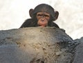 Chimpanzee Royalty Free Stock Photo