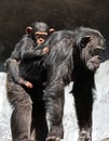 Chimpanzee Royalty Free Stock Photo