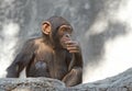Chimpanzee Royalty Free Stock Photo