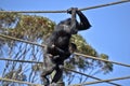 The chimpanzee baby is holding onto its miother