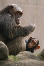 Chimpanzee with a baby Royalty Free Stock Photo