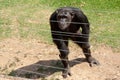 Chimpanzee behind bars