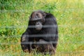 Chimpanzee behind an electric fence in the wild at Ol Pejeta Conservancy in Nanyuki, Kenya