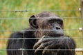 Chimpanzee behind an electric fence in the wild at Ol Pejeta Conservancy in Nanyuki, Kenya