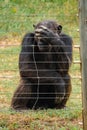 Chimpanzee behind an electric fence in the wild at Ol Pejeta Conservancy in Nanyuki, Kenya