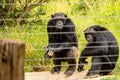 Chimpanzee behind an electric fence in the wild at Ol Pejeta Conservancy in Nanyuki, Kenya