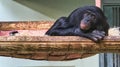 chimpanzee from the berlin zoo, lying down he observes the surroundings