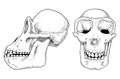 Chimpanzee Biology, Anatomy Illustration. Engraved Hand Drawn In Old Sketch And Vintage Style. Monkey Skull Or Skeleton