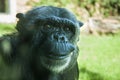 Chimpanzee at Bioparco