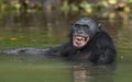The chimpanzee Bonobo bathes with pleasure and smiles. The bonobo ( Pan paniscus) Royalty Free Stock Photo