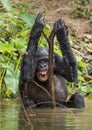 The chimpanzee Bonobo bathes with pleasure and smiles. The bonobo ( Pan paniscus) Royalty Free Stock Photo