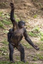 Chimpanzee Bonobo mother with child standing on her legs and hand up. The Bonobo ( Pan paniscus) Royalty Free Stock Photo