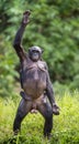 Chimpanzee Bonobo mother with child standing on her legs and hand up. The Bonobo ( Pan paniscus) Royalty Free Stock Photo