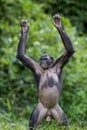 Chimpanzee Bonobo standing on her legs and hand up. at a short distance, close up