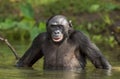 The chimpanzee Bonobo in the water. The bonobo ( Pan paniscus) Royalty Free Stock Photo