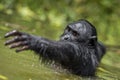 The chimpanzee Bonobo in the water. The bonobo ( Pan paniscus) Royalty Free Stock Photo