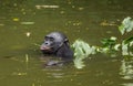 The chimpanzee Bonobo in the water. The bonobo ( Pan paniscus) Royalty Free Stock Photo