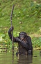 The chimpanzee Bonobo in the water. The bonobo ( Pan paniscus) Royalty Free Stock Photo