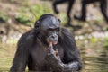 The chimpanzee Bonobo in the water. The bonobo ( Pan paniscus)