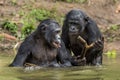 The chimpanzee Bonobo in the water.