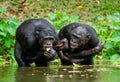 The chimpanzee Bonobo in the water.