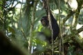 Chimpanzee, pan troglodytes, the chimp Royalty Free Stock Photo