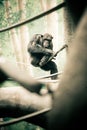 Chimpanzee on Branch Royalty Free Stock Photo