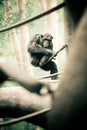 Chimpanzee on Branch