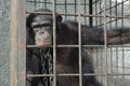 Chimpanzee in the cage and in chains