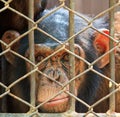 Chimpanzee in the cage