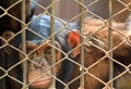 Chimpanzee in the cage