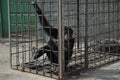 Chimpanzee in the cage