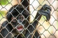 Chimpanzee in the cage