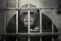 Chimpanzee in a captivity