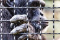 Chimpanzee in captivity in the zoo cage