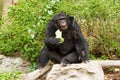 Chimpanzee in chiangmai nightsafari chiangmai Thailand