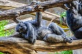 Chimpanzee, chim monkey is sleeping in Loro Parque, Tenerife, Ca Royalty Free Stock Photo