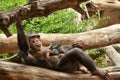Chimpanzee (chimp) with baby.