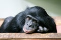 Chimpanzee chimp Pan troglodytes head in hands