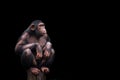 Chimpanzee or chimp Pan troglodytes isolated. Young chimpanzee alone portrait, sitting crouching on wood piece with crossed legs