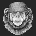 Chimpanzee, portrait. Monkey face. Ape head.