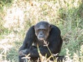 Chimpanzee