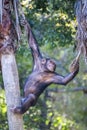 Chimpanzee climbing a tree