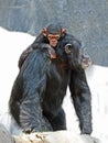 Chimpanzee Royalty Free Stock Photo