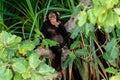 A Chimpanzee cogitating on its branch Royalty Free Stock Photo